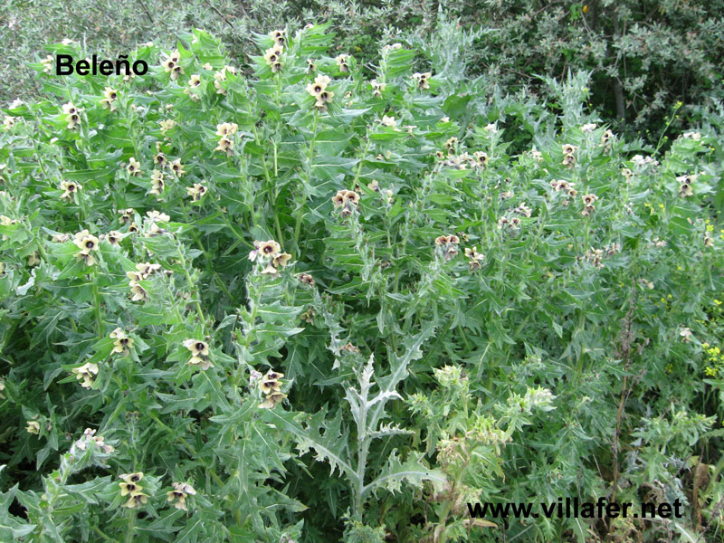 campo belenos1