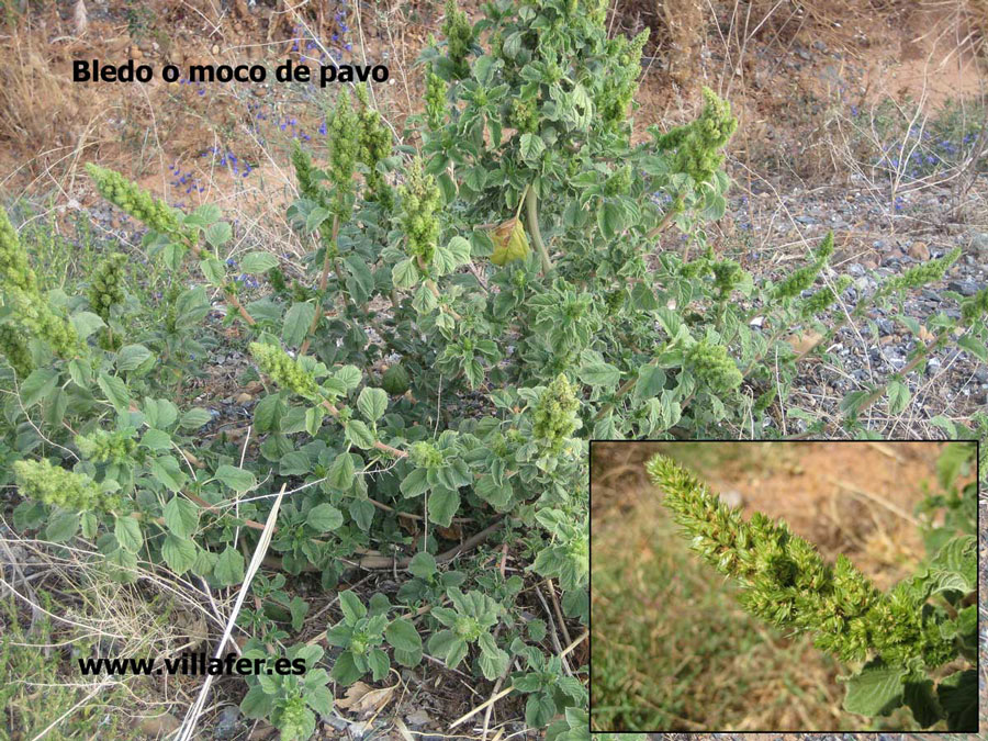 campo bledo900x675