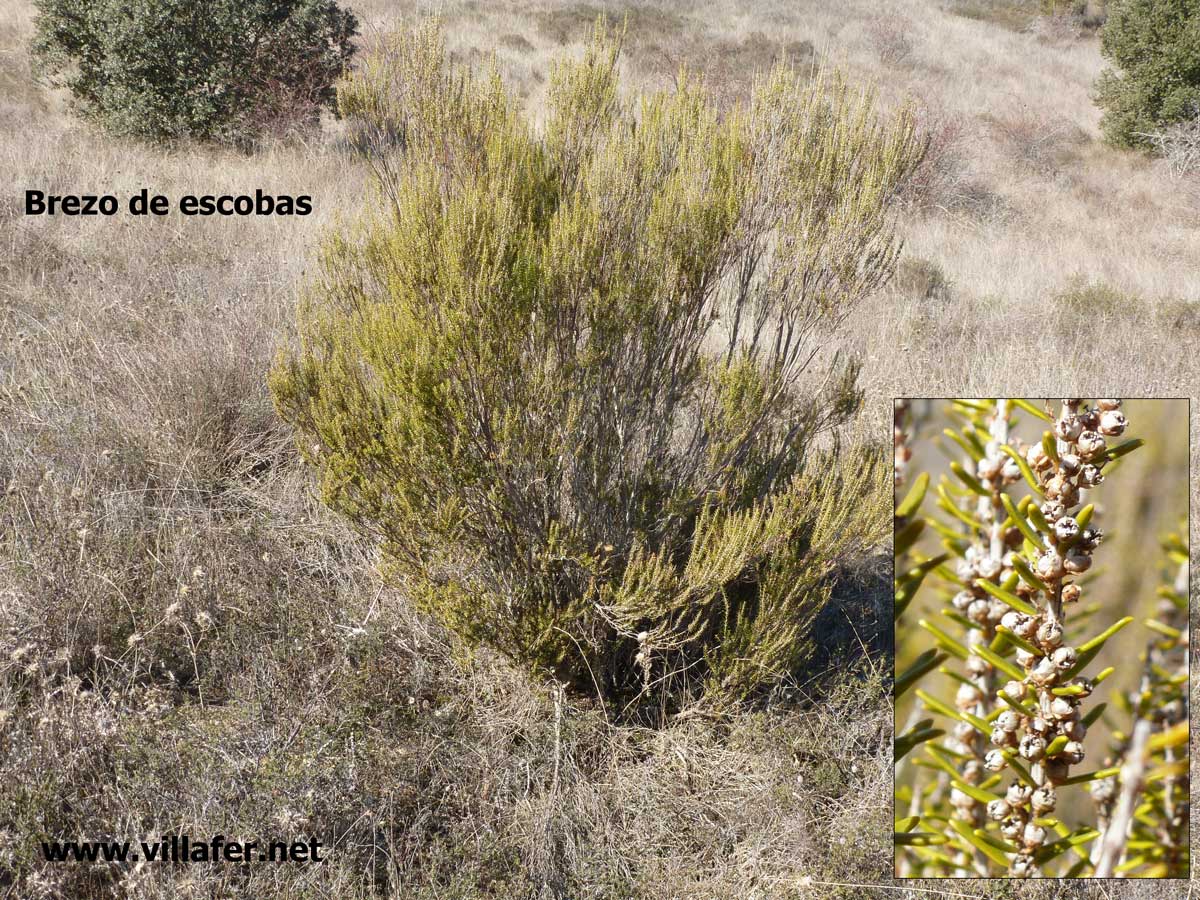campo-brezo-escobas