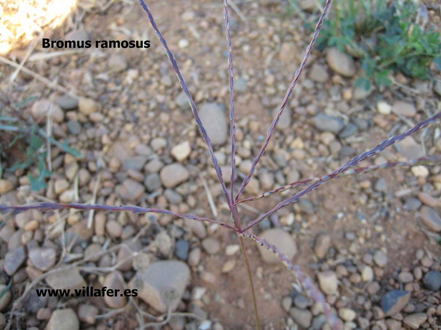 campo-bromus-ramosus