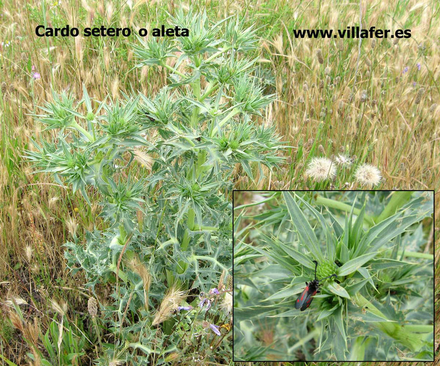 campo cardo setero