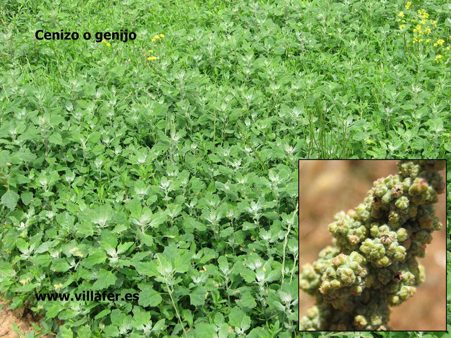 campo cenizo genijo