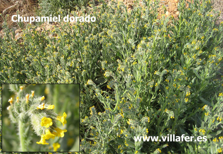 campo-chupamiel-dorado