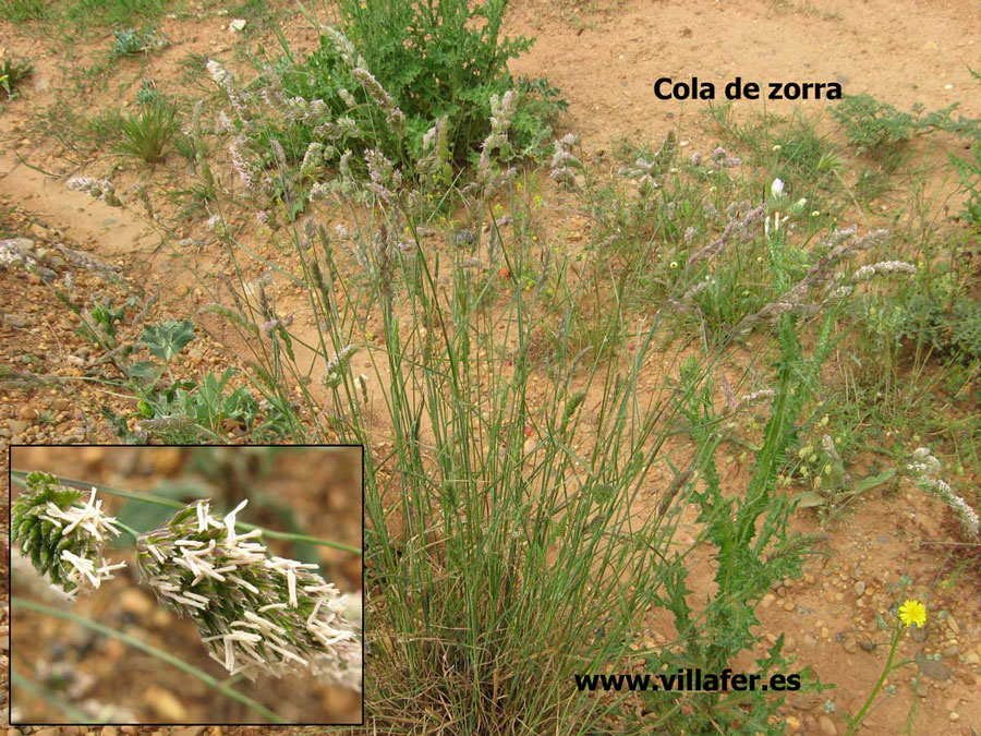 campo-cola-zorra