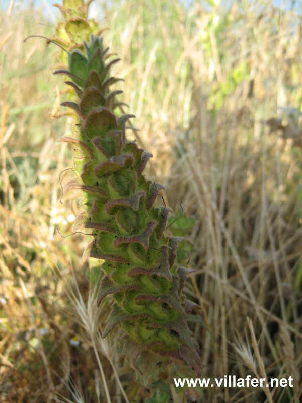 campo-consuelda-menor