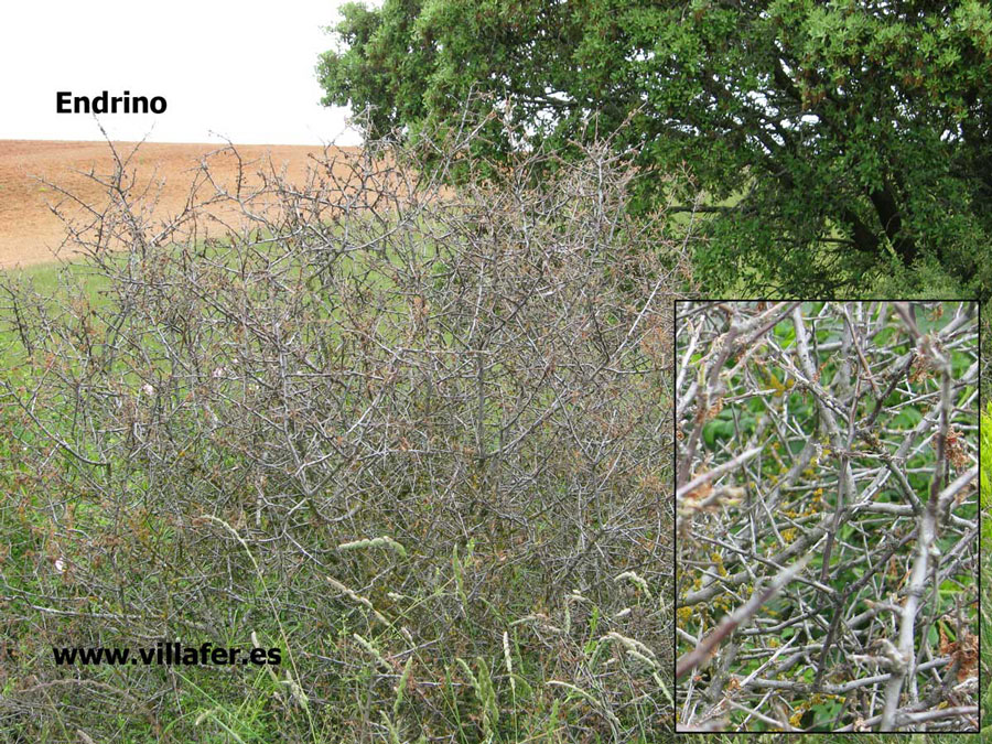 campo endrino seco