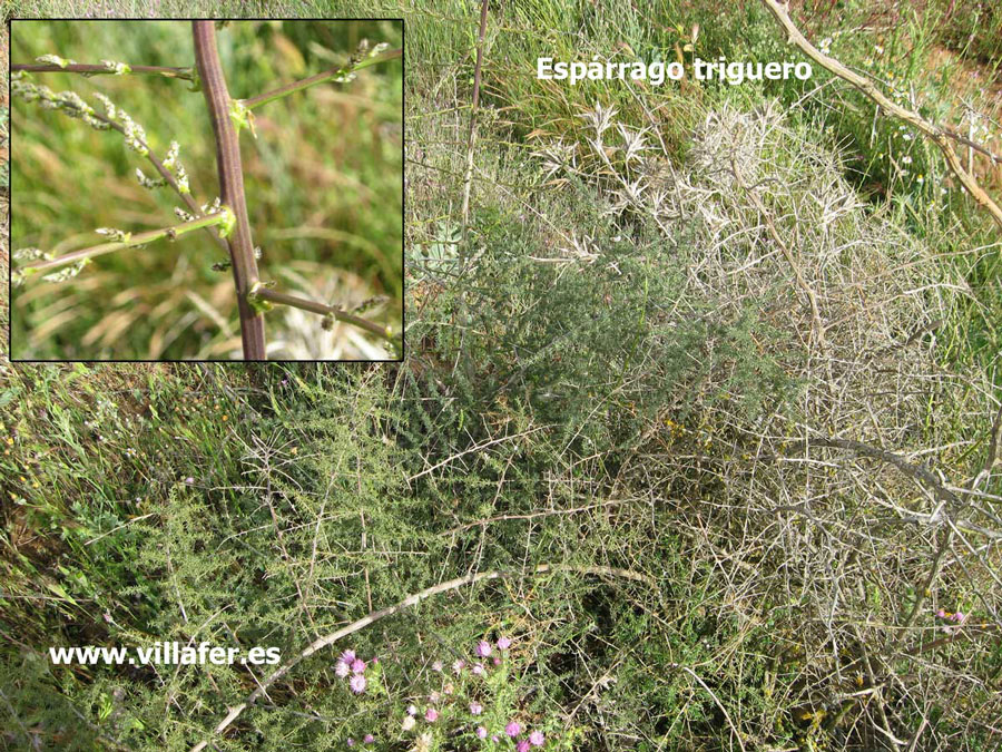 campo esparrago triguero