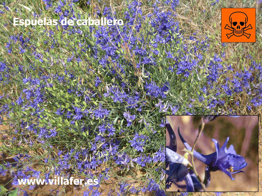 campo-espuela-caballero