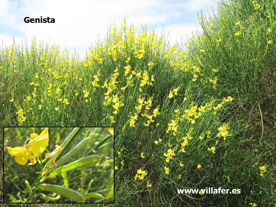 campo-genista