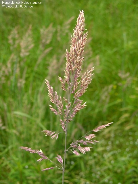 campo-heno-blanco1