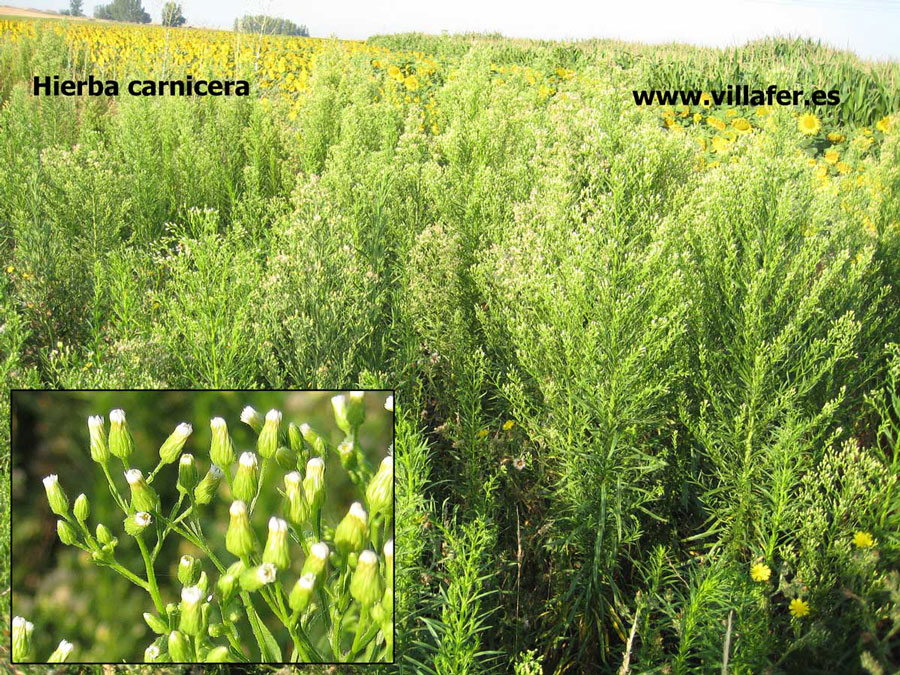 campo-hierba-carnicera