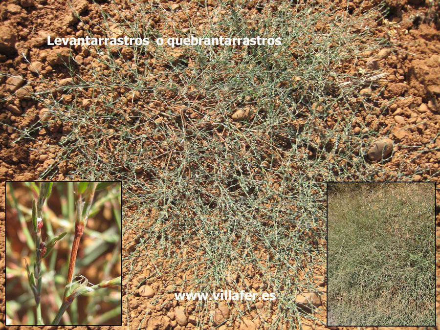 campo-levantarrastros