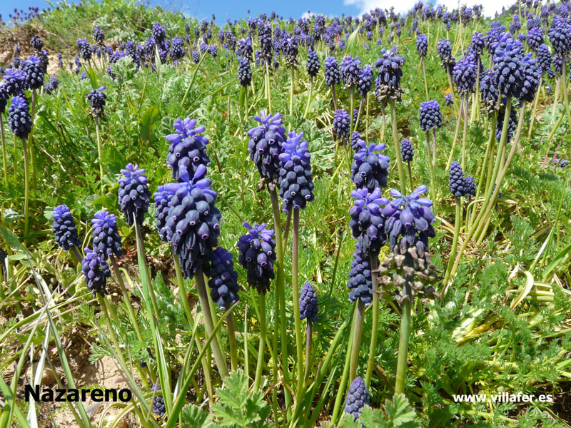 campo-nazareno2