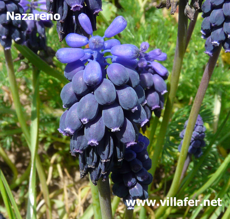 campo-nazareno3