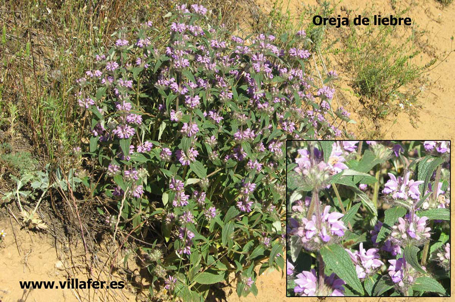 campo-oreja-liebre