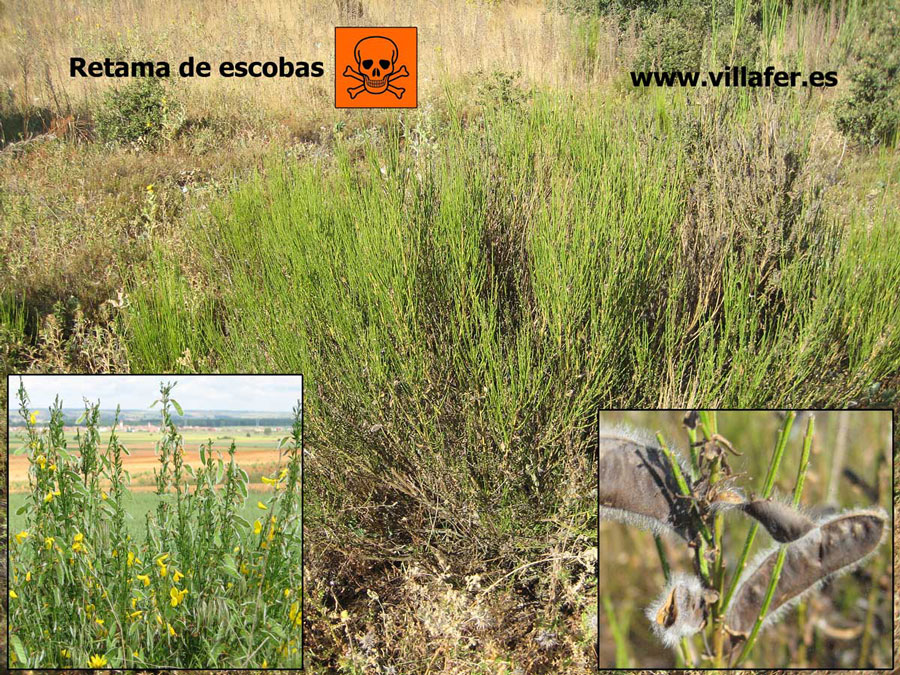 campo-retama-escobas