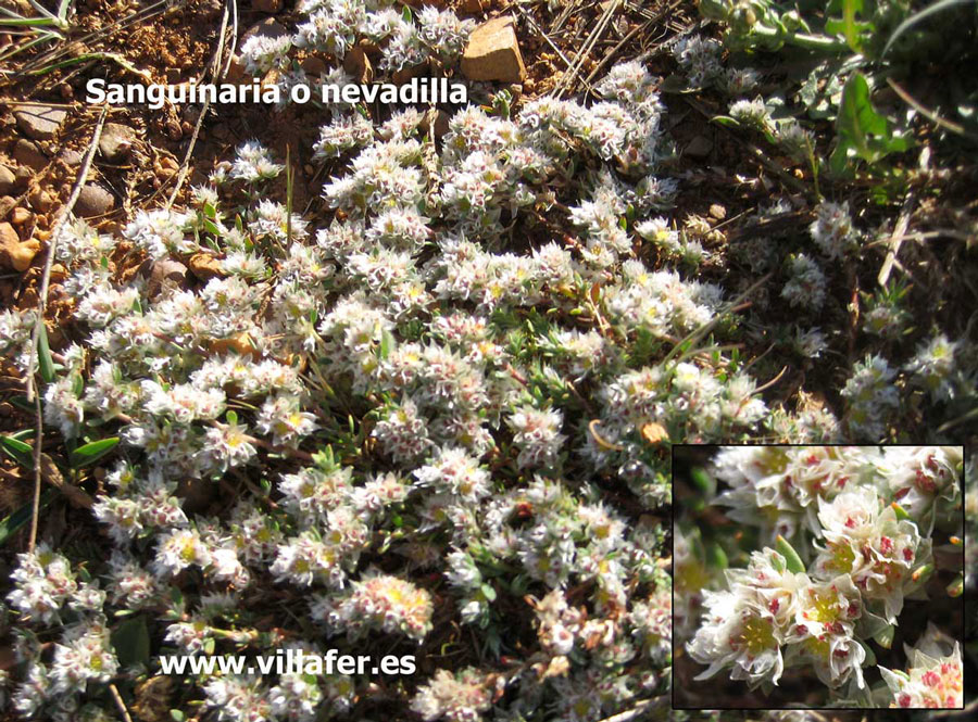 campo-sanguinarea-o-nevadilla