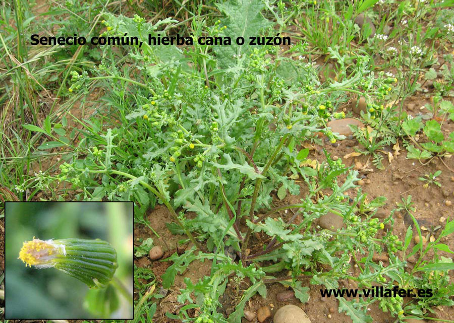 campo-senecio-comun-hierba-cana