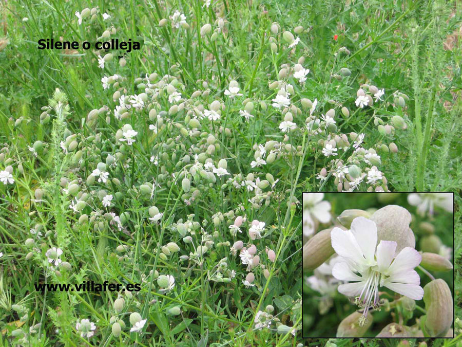 campo-silene-colleja