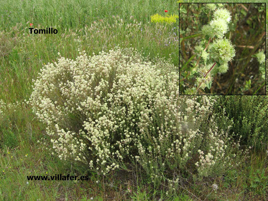 campo tomillo blanco