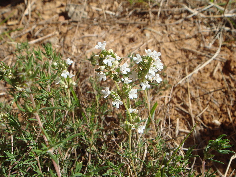 campo-tomillo-salsero