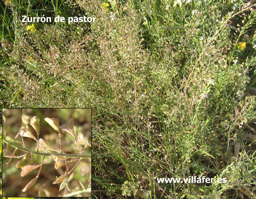 campo-zurron-pastor