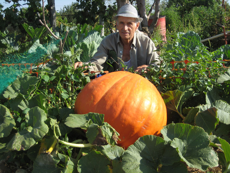calabaza_crls