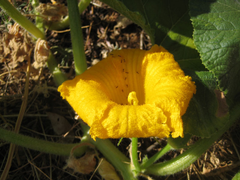 calabaza_flor