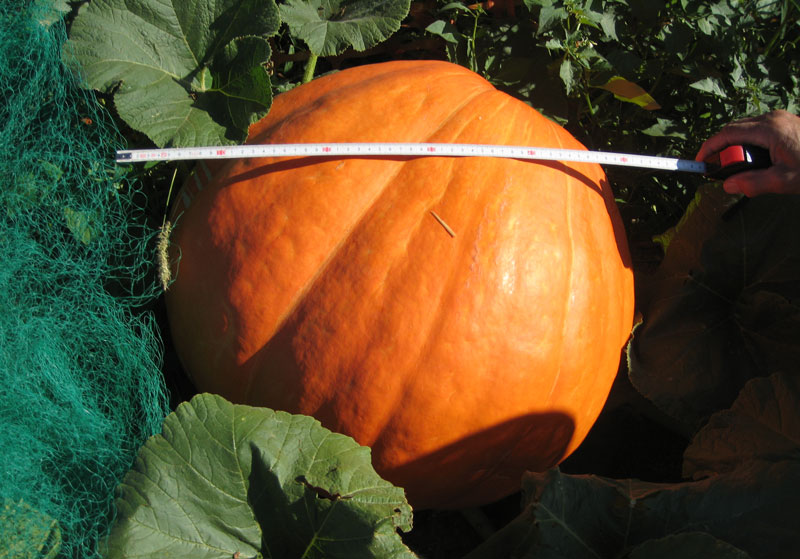 calabaza_metro