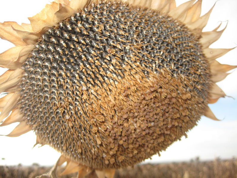 cosechas girasol4