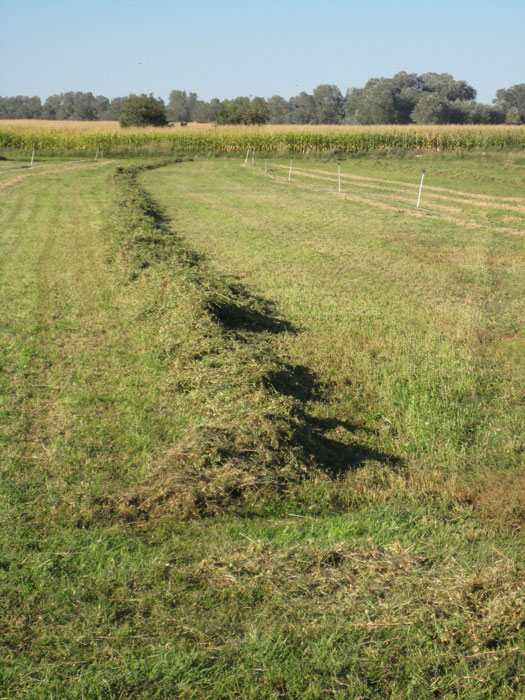 alfalfa1-525x700