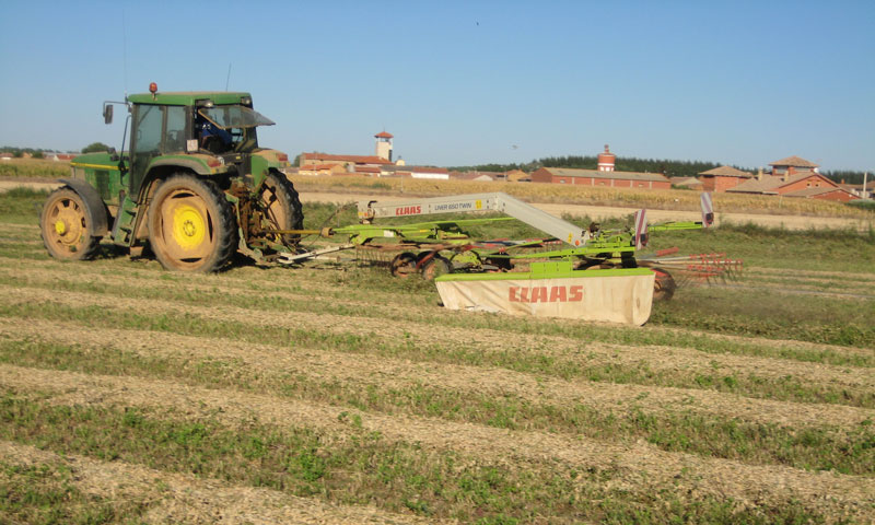alfalfa2-800x480