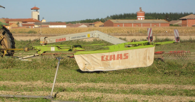 alfalfa3-800x420