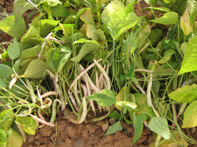 habas10