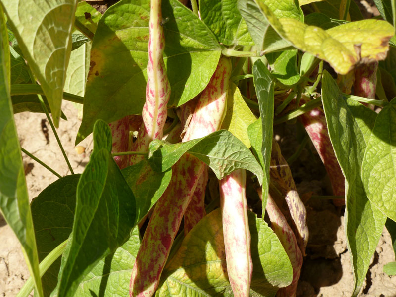 alubias2011-1
