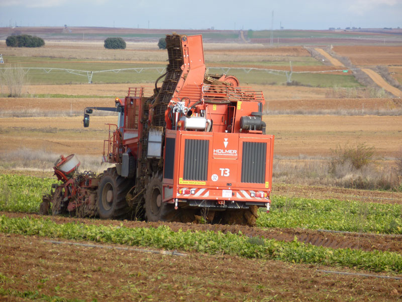 remolacha2011-2