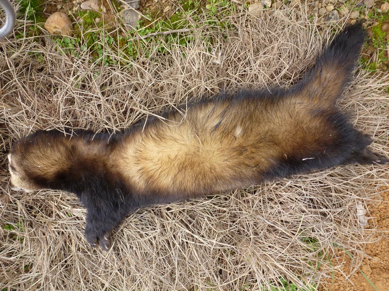 atropello-fauna2012-1