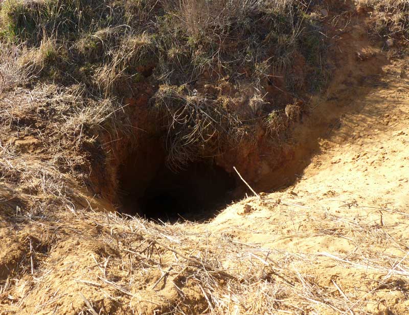 tejonera2012--1
