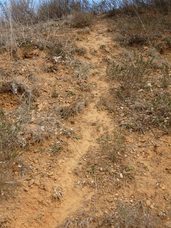 tejonera2012--6