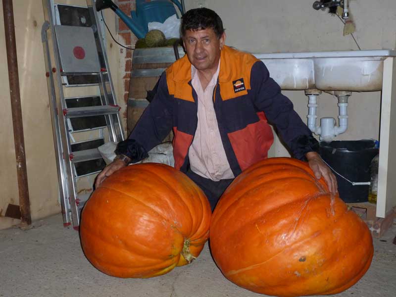 calabaza2013-1