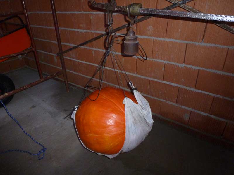 calabaza2013-2