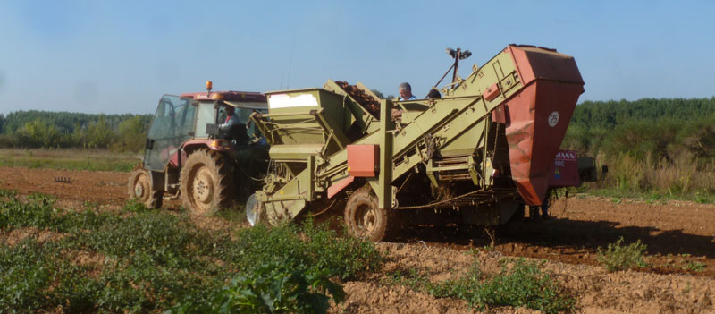 2patatas2014