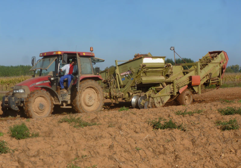 3patatas2014