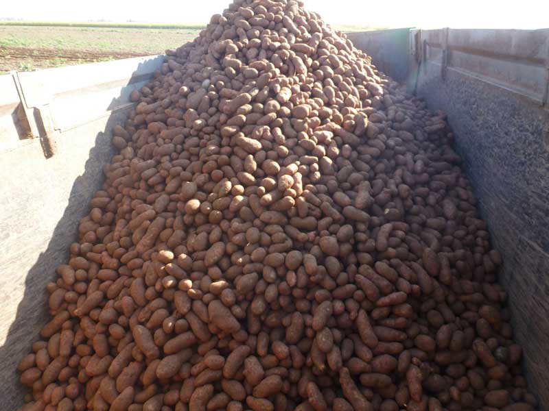 7patatas2014