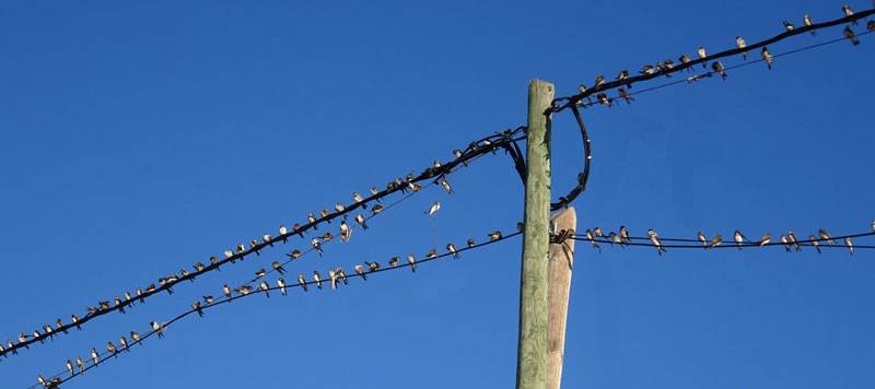 not-migracion2015-1
