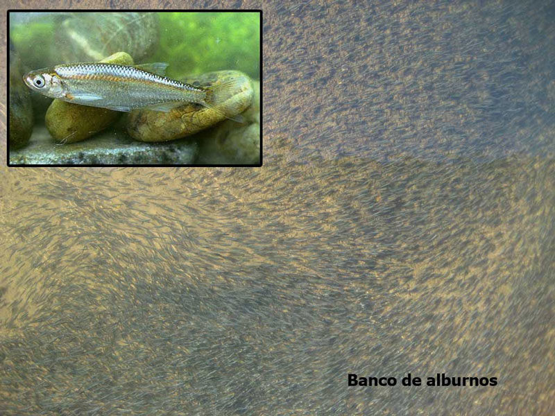alburno800x600