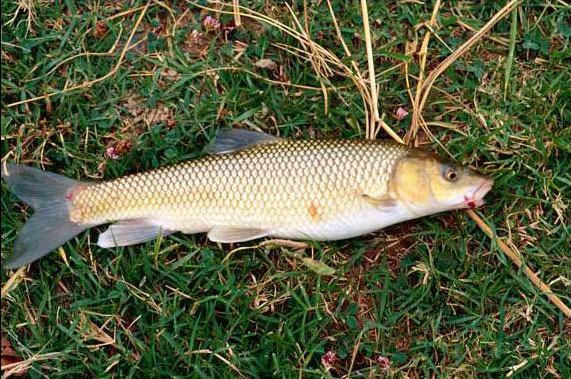 barbo571x379