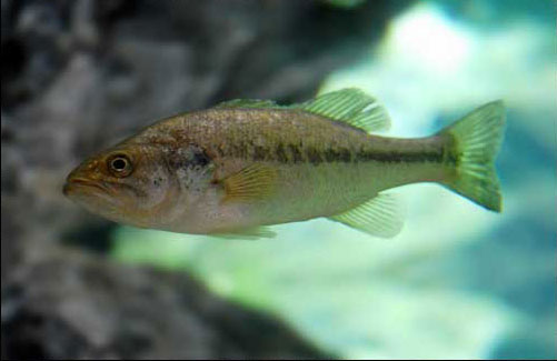 black-bass501x325