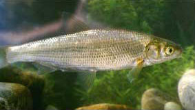 boga238x161