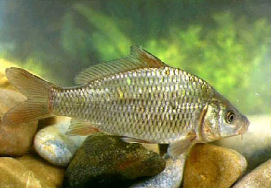 carpa543x377